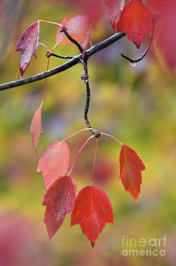 Autumn Maple - D008640 Photograph by Daniel Dempster