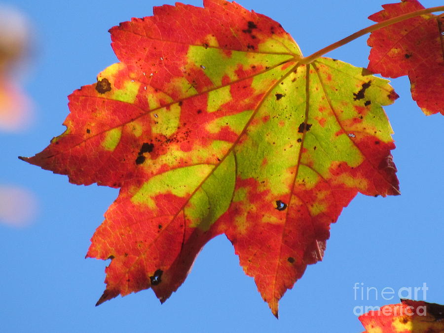 Autumn Maple II Photograph by Lili Feinstein