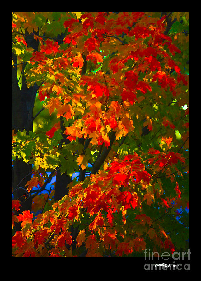 Autumn Maple Photograph by Jonathan Fine