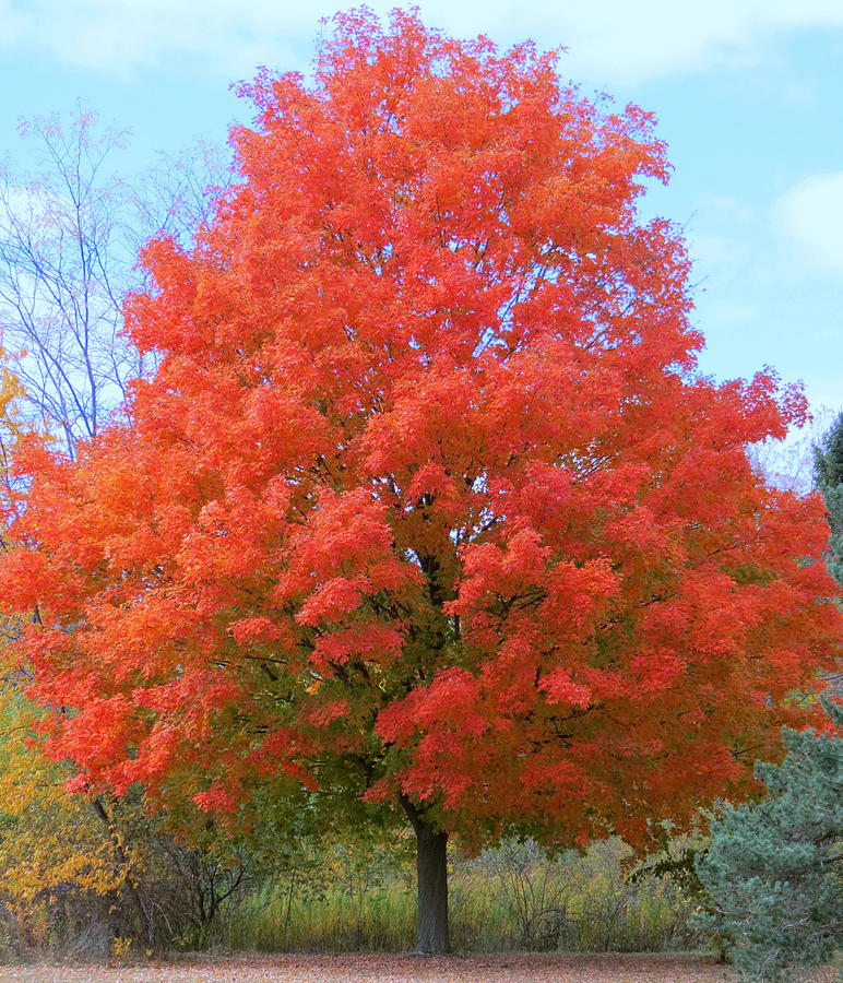 Autumn Maple Photograph by Kay Novy