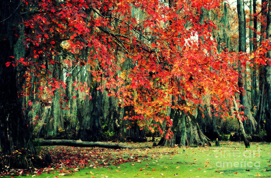 Autumn Maple  Photograph by Kelly Nowak