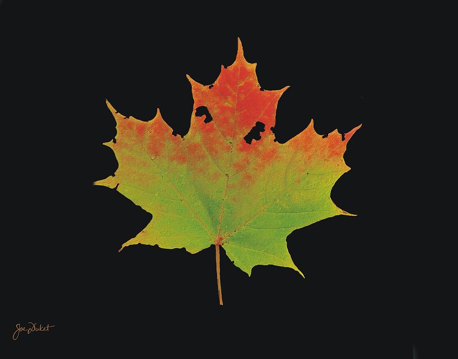 Autumn Maple Leaf 1 Photograph by Joe Duket
