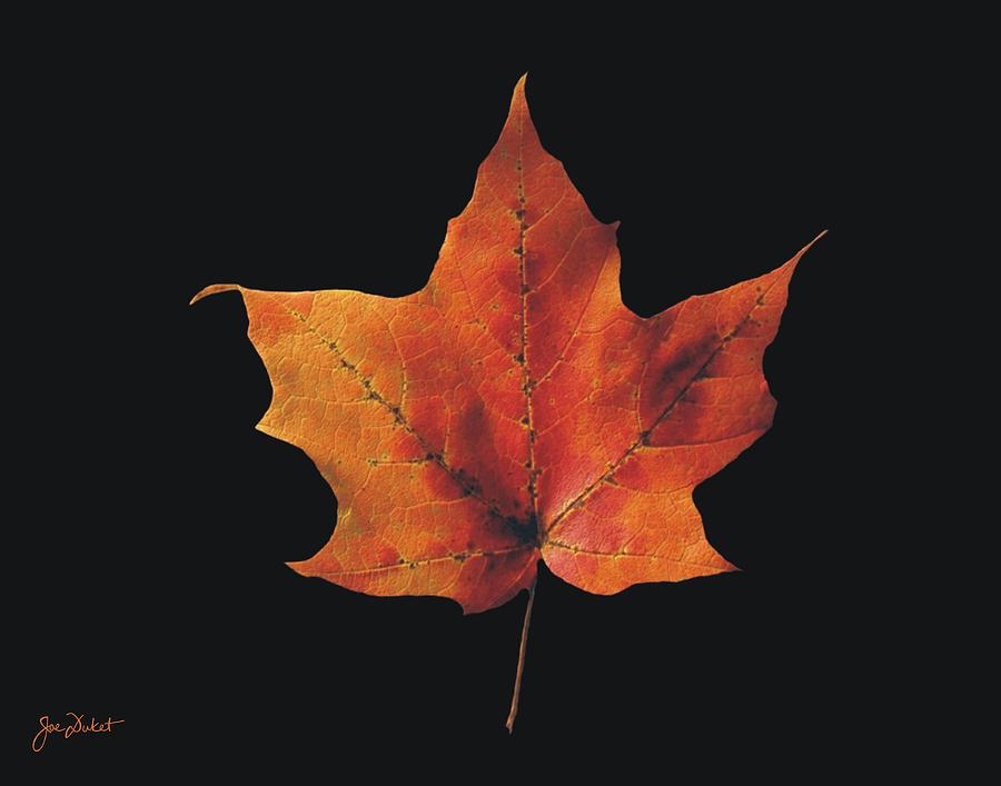 Autumn Maple Leaf 2 Photograph by Joe Duket
