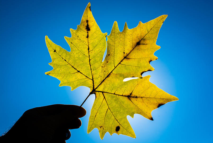Autumn Maple Leaf In The Sun Photograph by Andreas Berthold