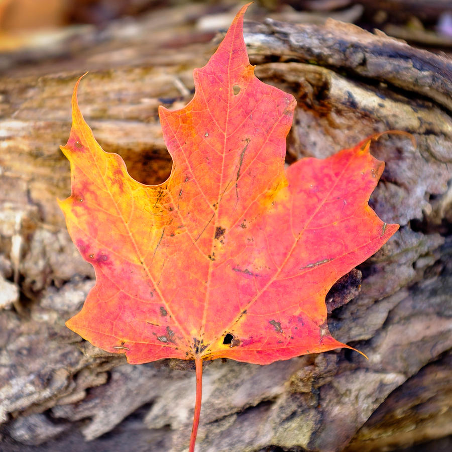 Autumn Maple Leaf on a log Photograph by Chris Bordeleau