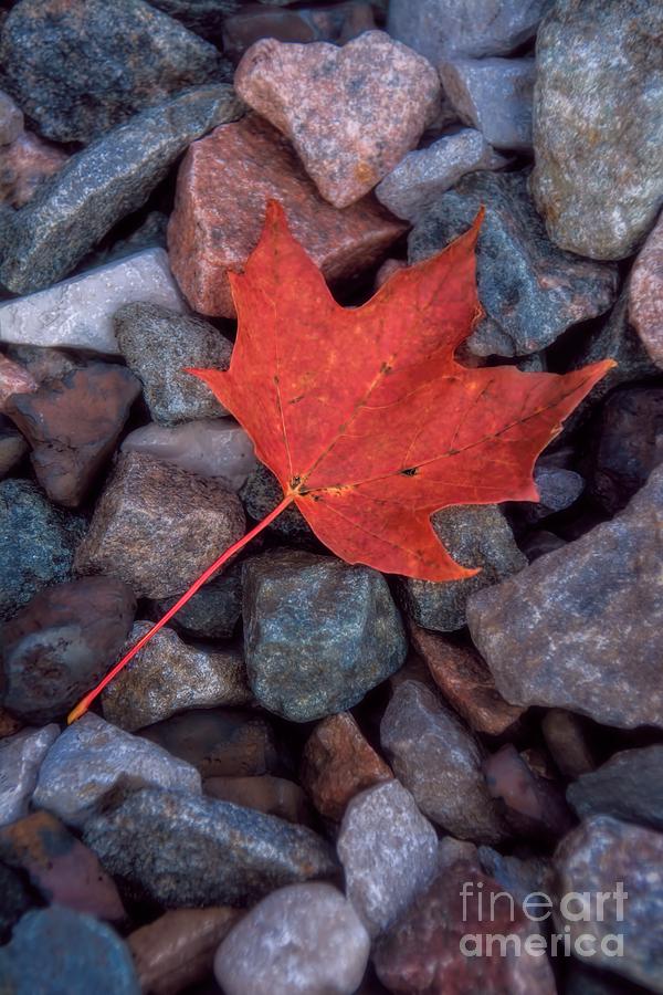 Autumn Maple Leaf On Stones Photograph by Henry Kowalski