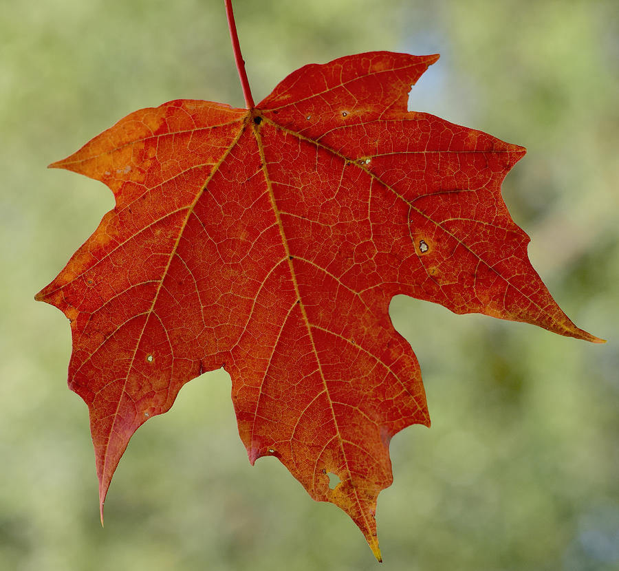 Autumn Maple Leaf Terry Deluco 