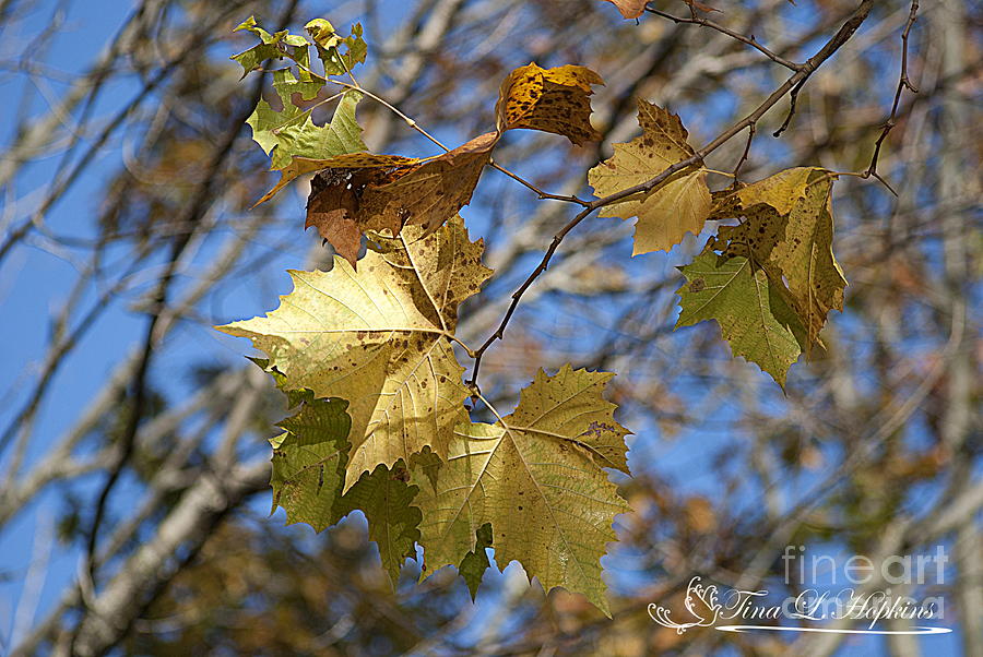 Autumn Maple Leaves 20121020_28 Photograph by Tina Hopkins