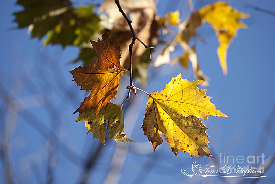 Autumn Maple Leaves 20121020_30 Photograph by Tina Hopkins