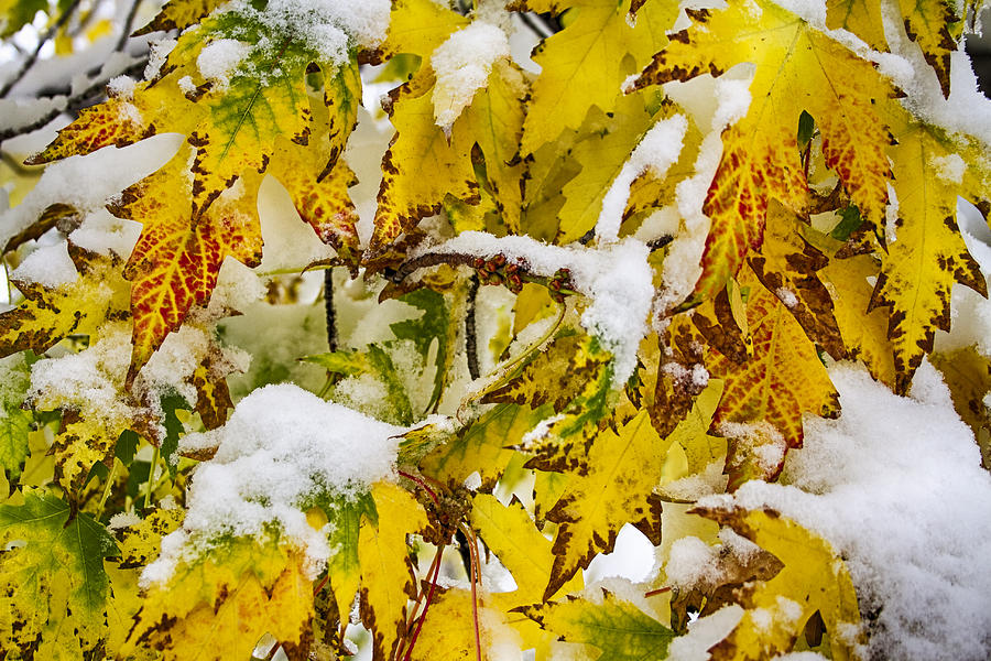 Autumn Maple Leaves in The Snow  Photograph by James BO Insogna