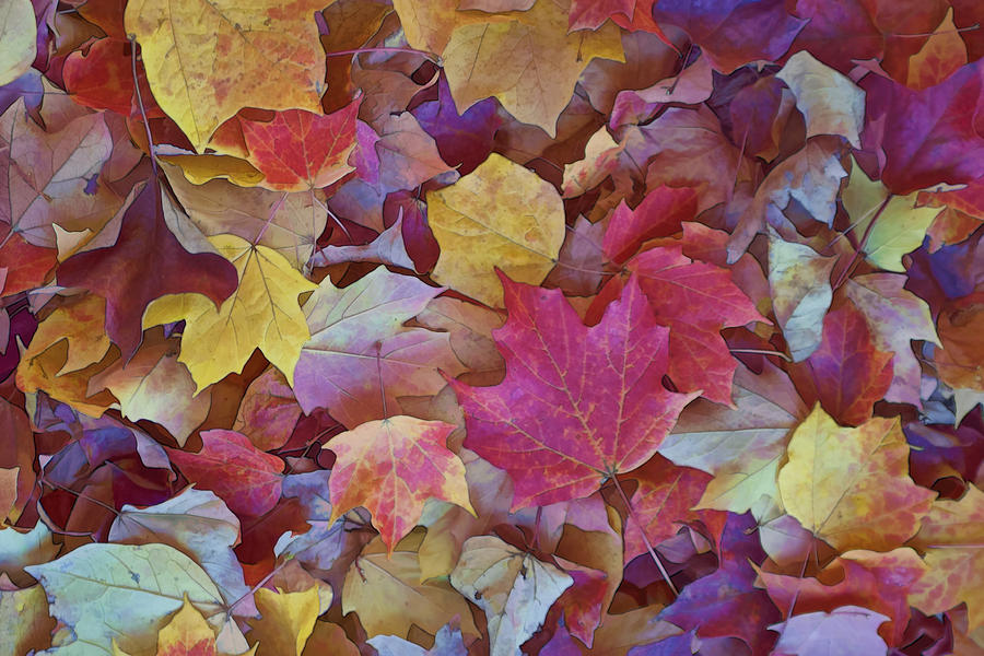 Autumn Maple Leaves on Forest Floor Photograph by Gregory Scott