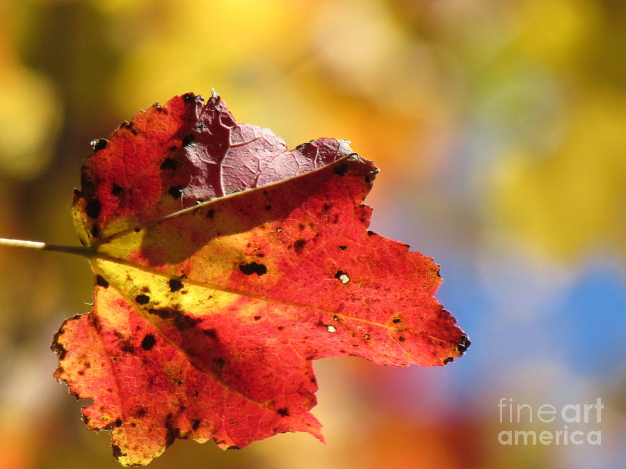 Autumn Maple Photograph by Lili Feinstein