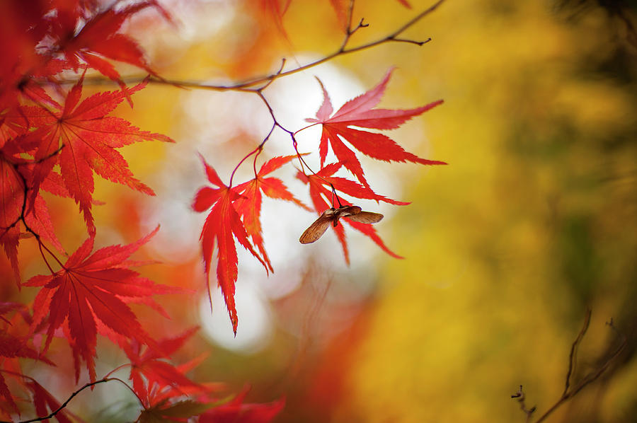 Autumn Maple Red Leaves And Seeds Photograph by Jacky Parker Photography