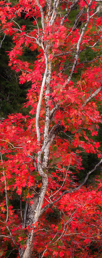 Autumn Maple Photograph by Rory Wallwork