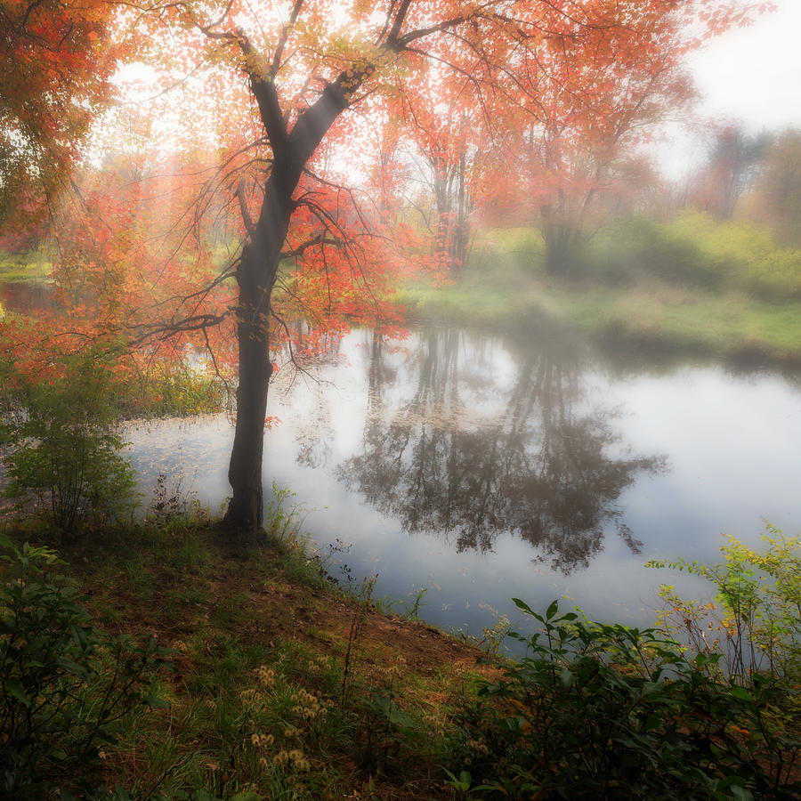 Tree Photograph - Autumn Maple Tree by Bill Wakeley