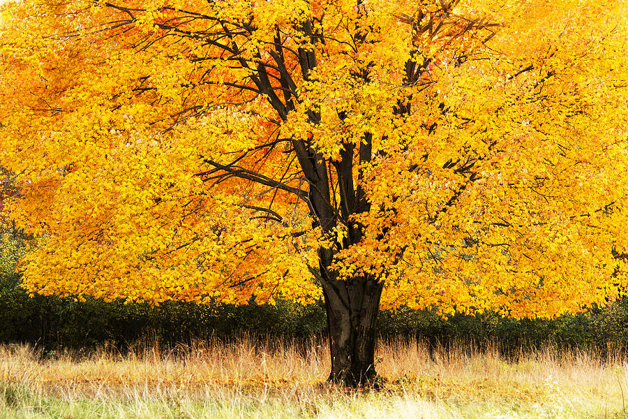 Autumn Maple Tree Photograph by Marina Kojukhova