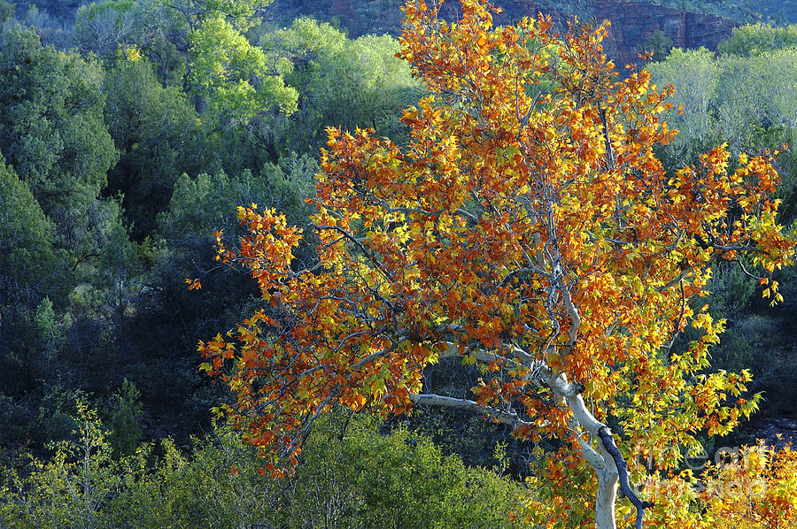 Autumn Maple Tree Photograph by Richard and Ellen Thane