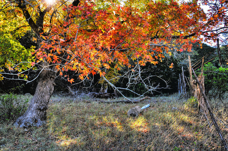 Autumn Maple Tree Photograph by Savannah Gibbs
