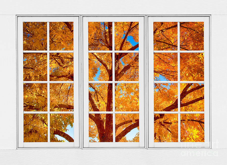 Autumn Maple Tree View Through A White Picture Window Frame Photograph by James BO Insogna