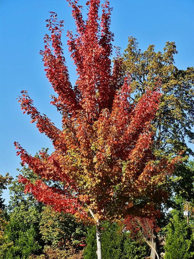 Autumn Maple Photograph by VLee Watson
