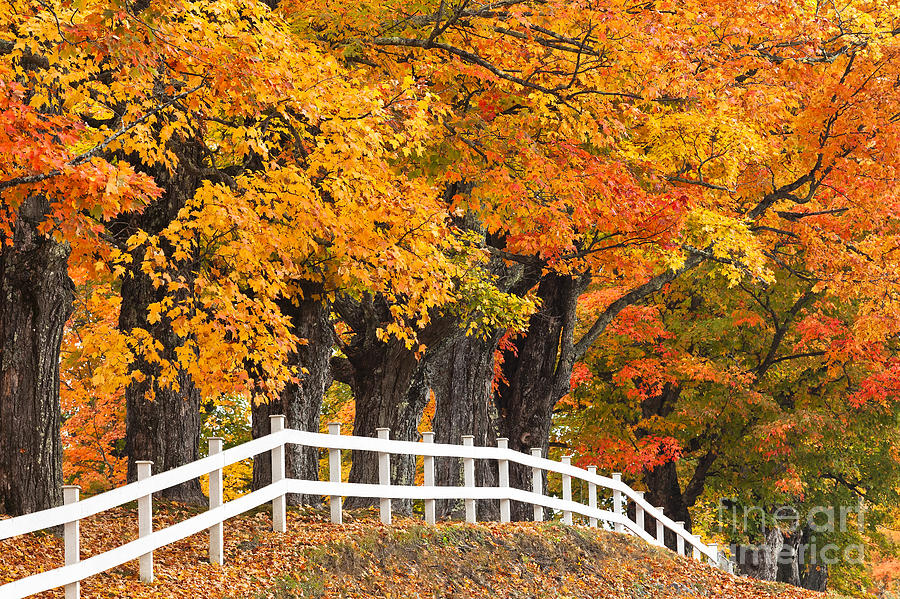 Autumn Maples Photograph by Alan L Graham