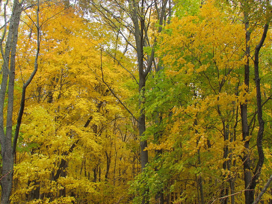 Autumn Maples Photograph