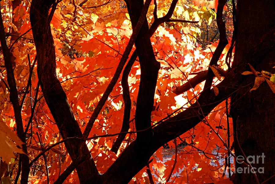 Autumn Maples Photograph by Larry Ricker