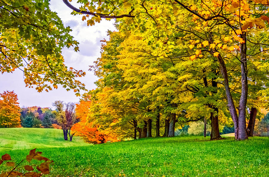 Fall Photograph - Autumn Maples by Steve Harrington