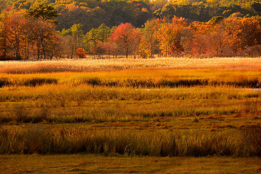 Autumn Marsh Photograph by Raymond Salani III