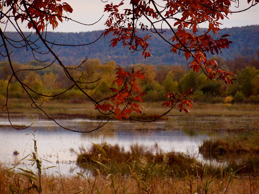 Autumn Marsh Photograph by Wild Thing