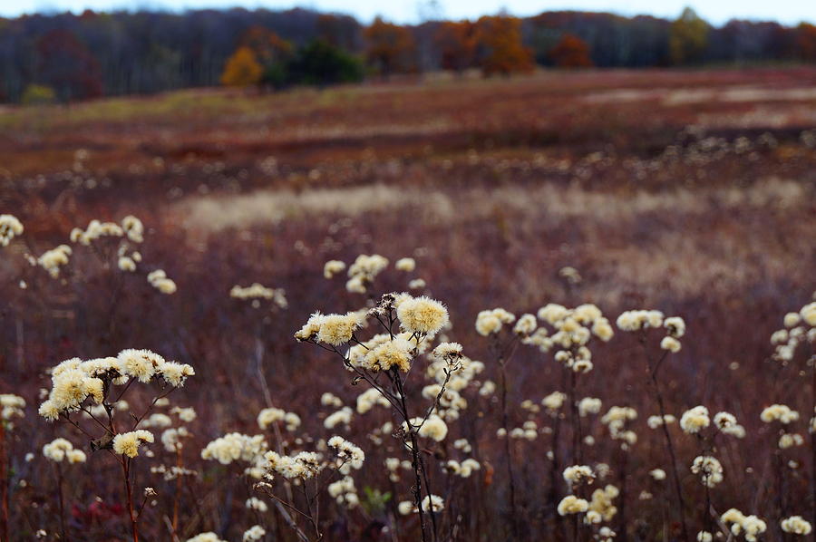Shenandoah National Park Photograph - Autumn Meadow by Julie Grandfield