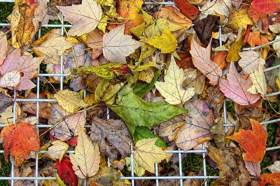 Autumn Medley Photograph by Louise Kumpf