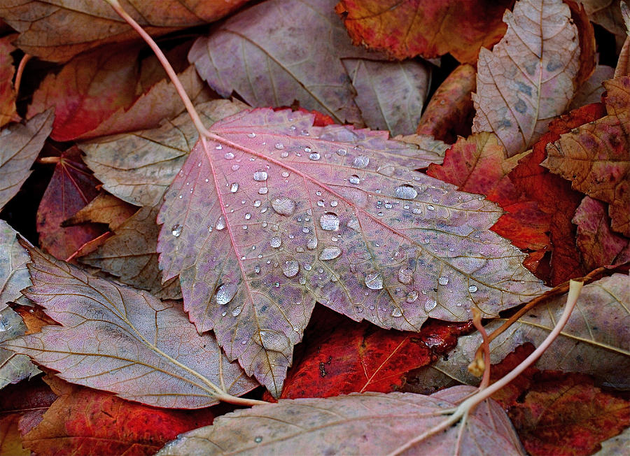 Fall Photograph - Autumn Melange by Rona Black