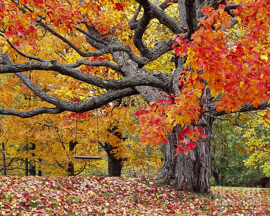 Autumn Memories Photograph by Alan L Graham