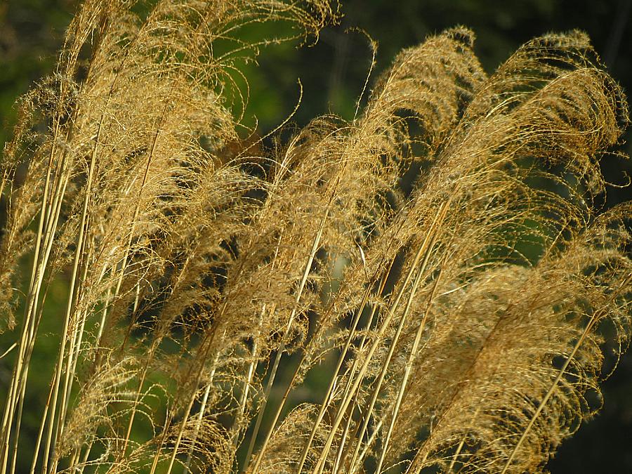 Autumn Miscanthus Grass Photograph by MTBobbins Photography