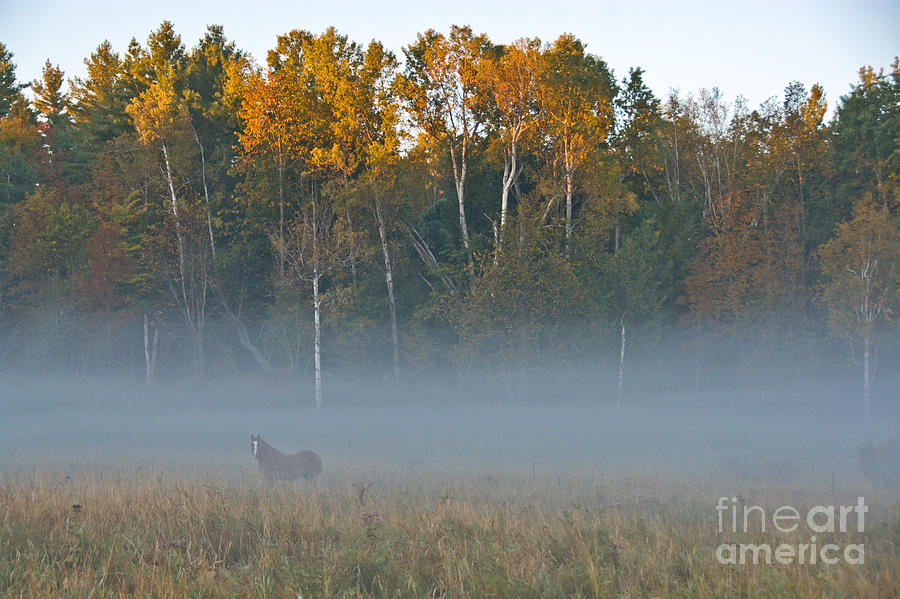 Autumn Mist Photograph by Cheryl Baxter