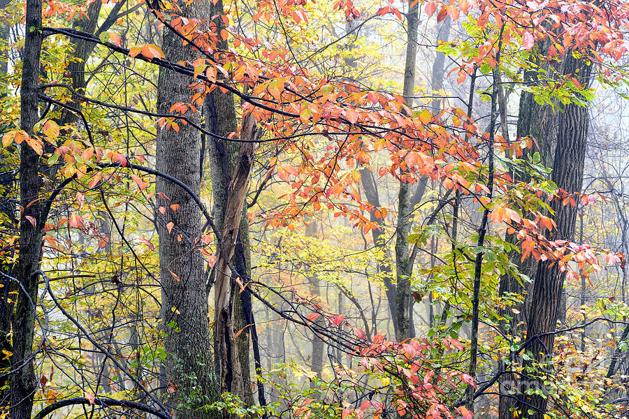 Autumn Mist Forest Photograph by Thomas R Fletcher