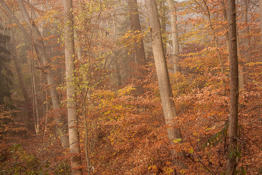 Autumn Mist Photograph by Patrice Zinck