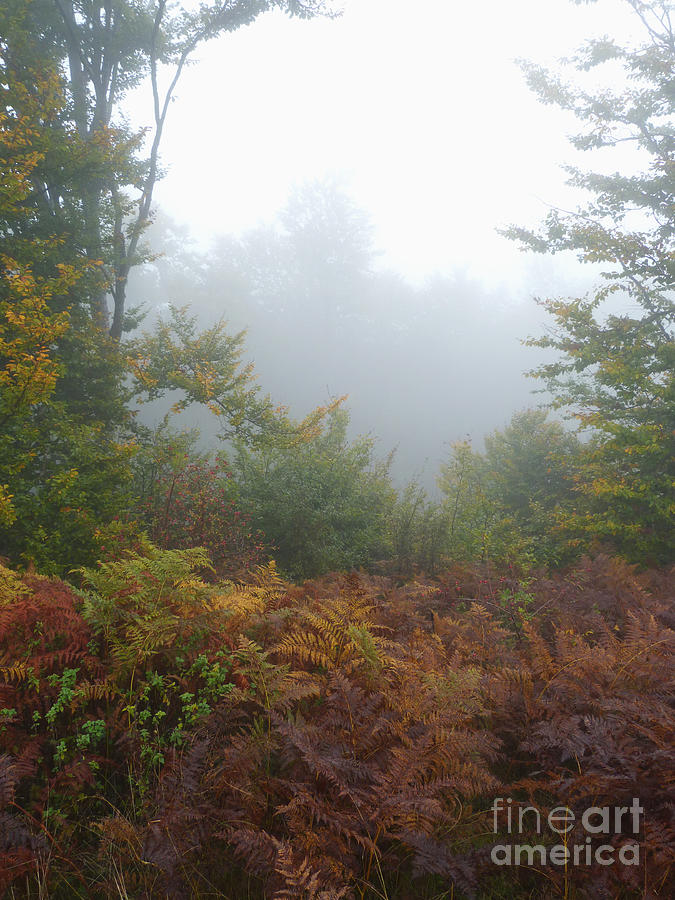 Autumn Mist in Woodland Photograph by Phil Banks