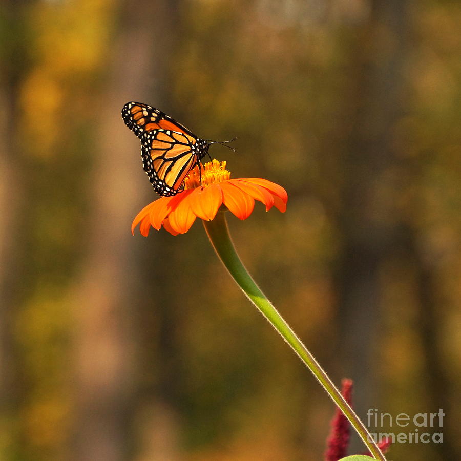 Autumn Monarch And Mexican Sunflower Photograph by Byron Varvarigos