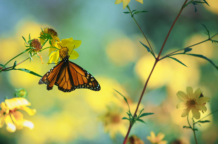 Monarch Photograph - Autumn Monarch by Joel Olives