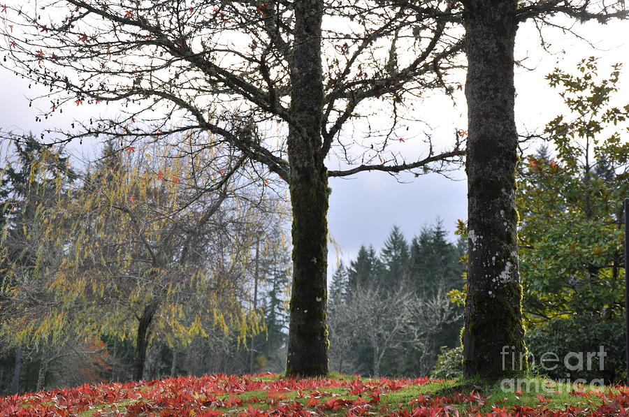 Autumn Mood   2 Photograph by Tatyana Searcy