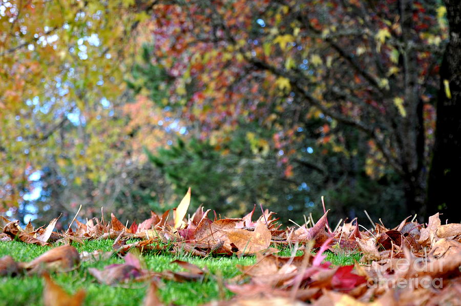 Autumn Mood Photograph by Tatyana Searcy