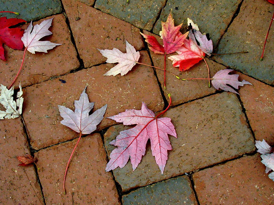 Autumn Moods 5 Photograph