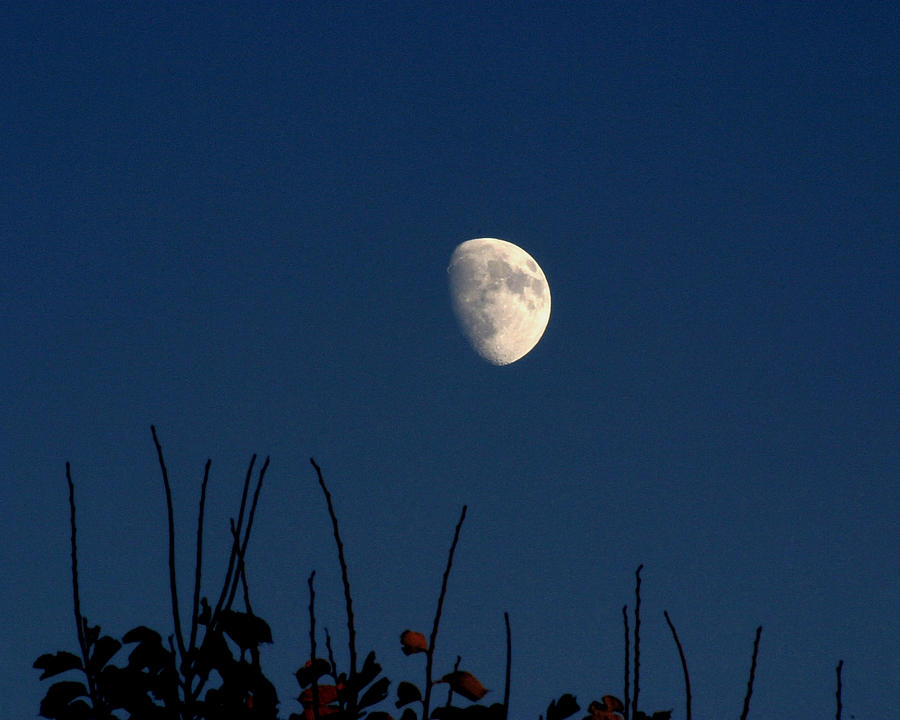 Autumn Moon Photograph by Gene Walls