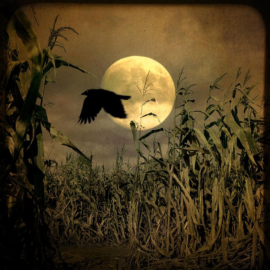 Crow Photograph - Crow Flies Past The Harvest Moon by Gothicrow Images