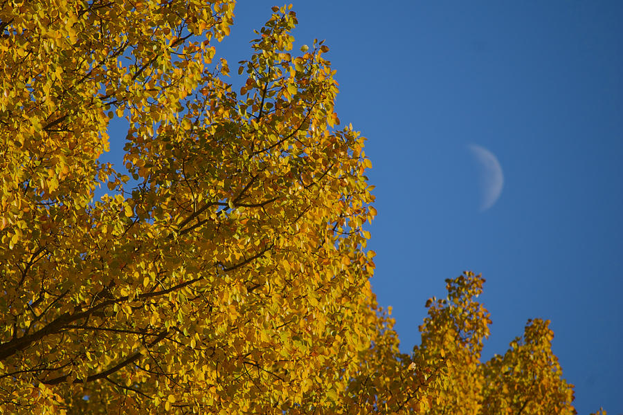 Autumn Moonrise Photograph by Owen Weber