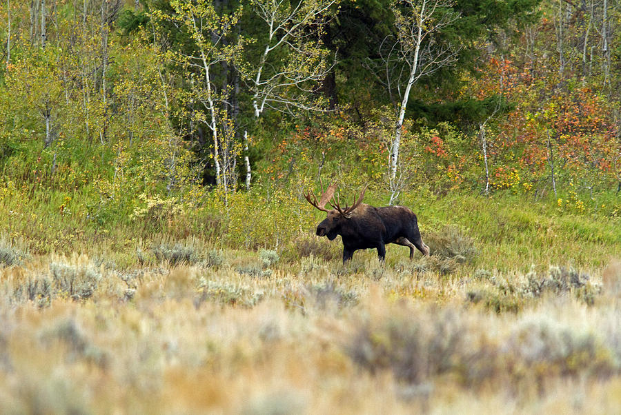 Autumn Moose Photograph by Shari Sommerfeld
