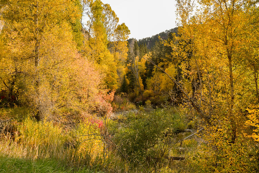 Autumn Morning in Spearfish Canyon Photograph by Greni Graph