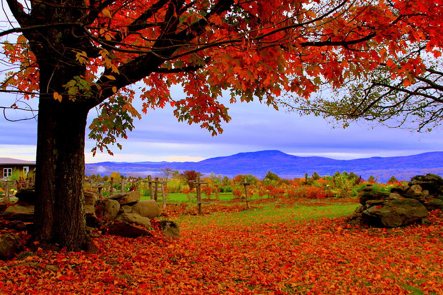 Fall Photograph - Autumn Morning in Stowe by Suzanne DeGeorge
